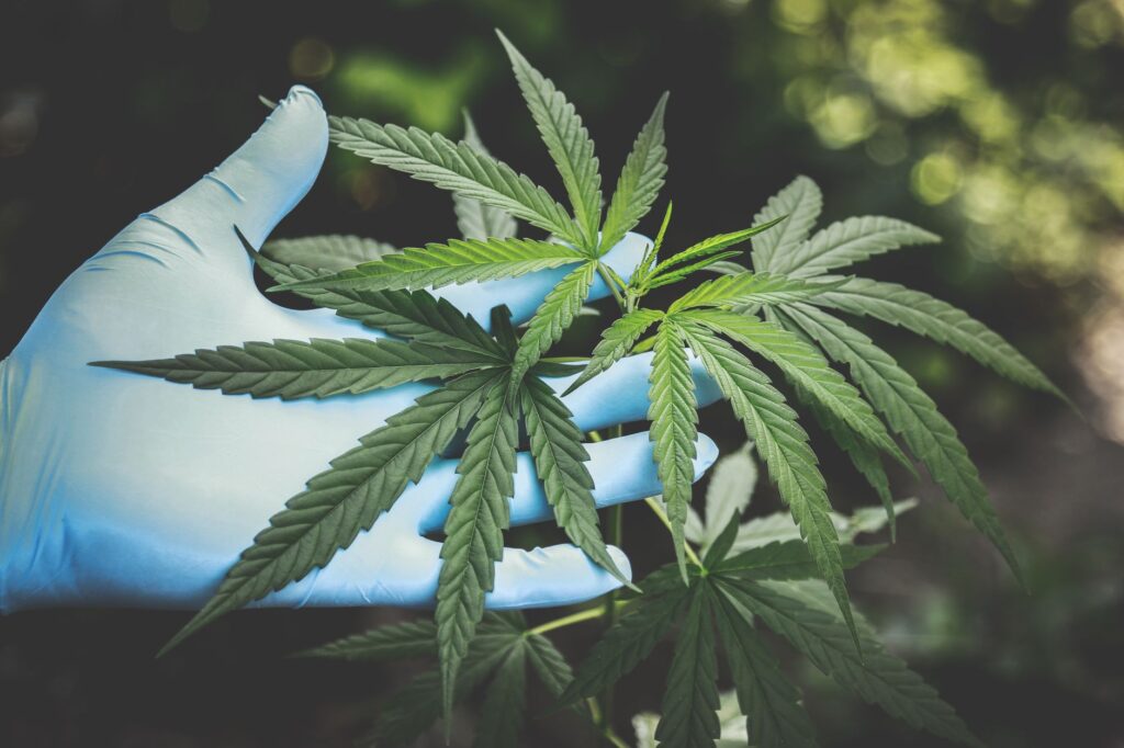 Hemp seed oil, cannabis sativa seed oil i CBD w INCI — co oznaczają?